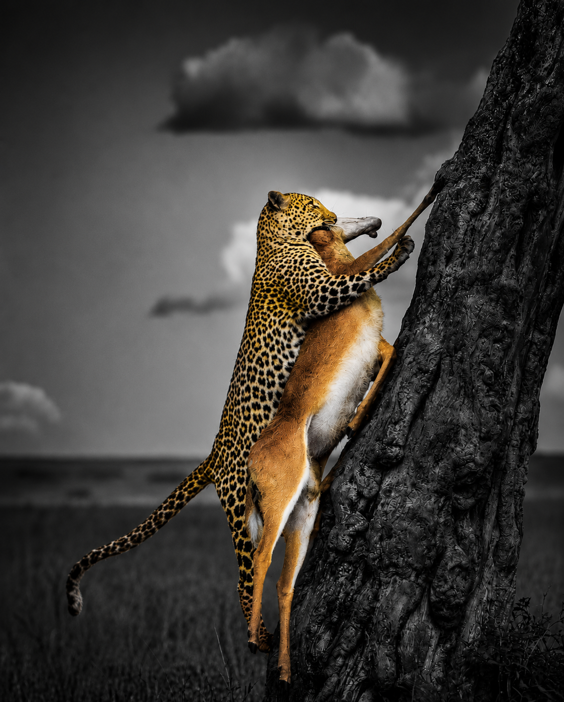 Wild Wonders
